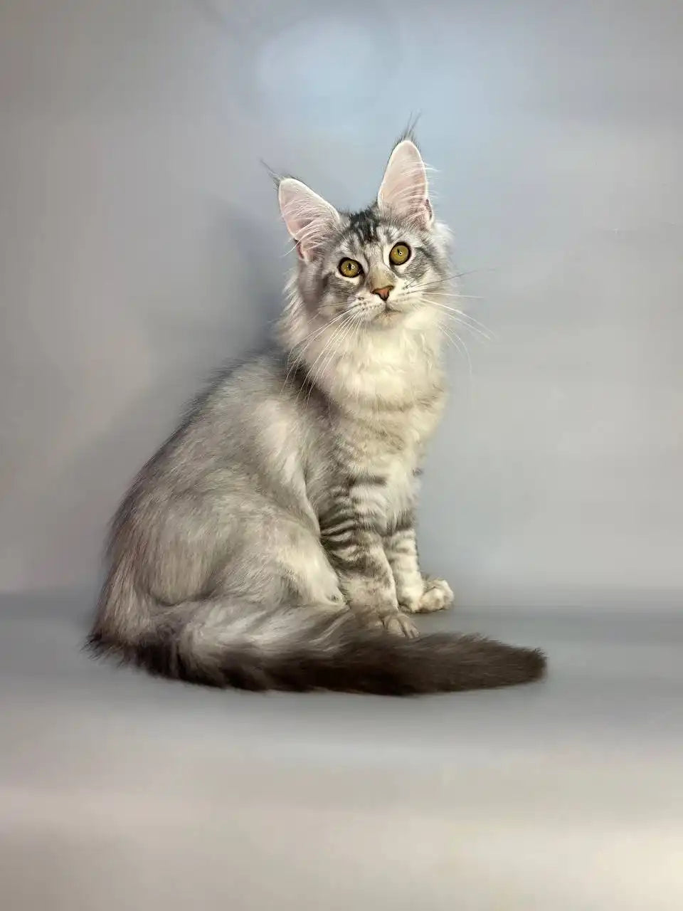 Olympus Maine Coon Kitten Stunning Silver Tabby