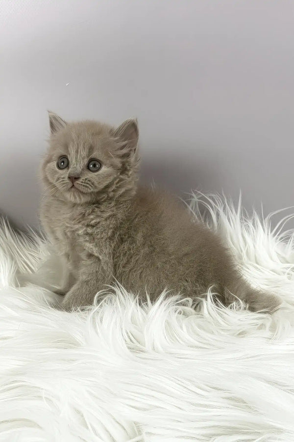 Ommi | british longhair kitten