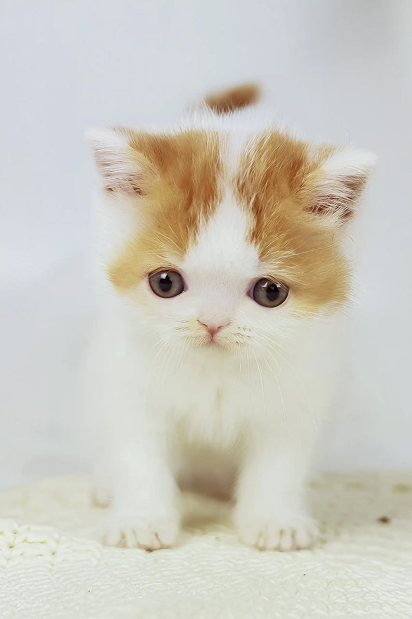 Onand | british shorthair kitten