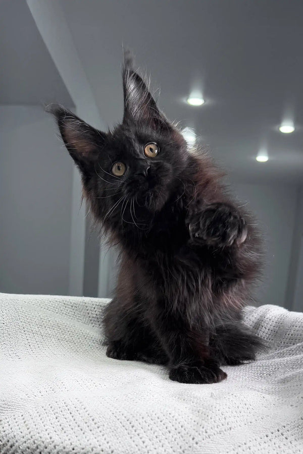 Fluffy black Maine Coon kitten from Onelove Polydactyl collection, super cute and playful