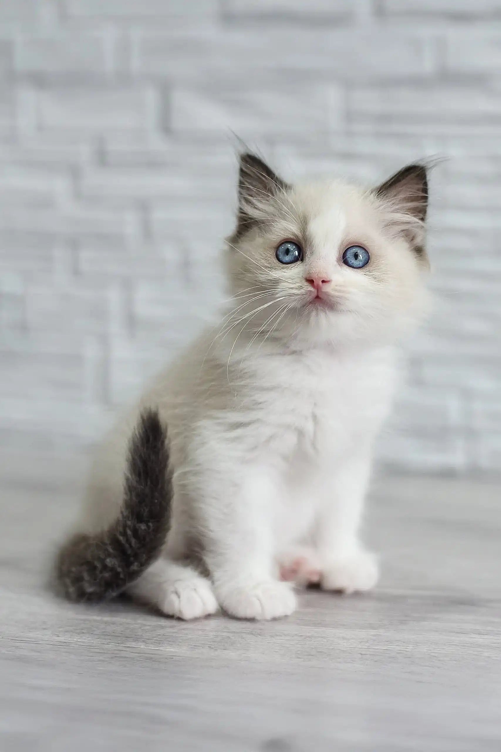 Cat Kitten Ragdoll Persian Kittens For Sale Adopt Oniks: Blue-Eyed