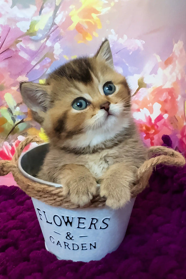 Oniks | scottish straight kitten