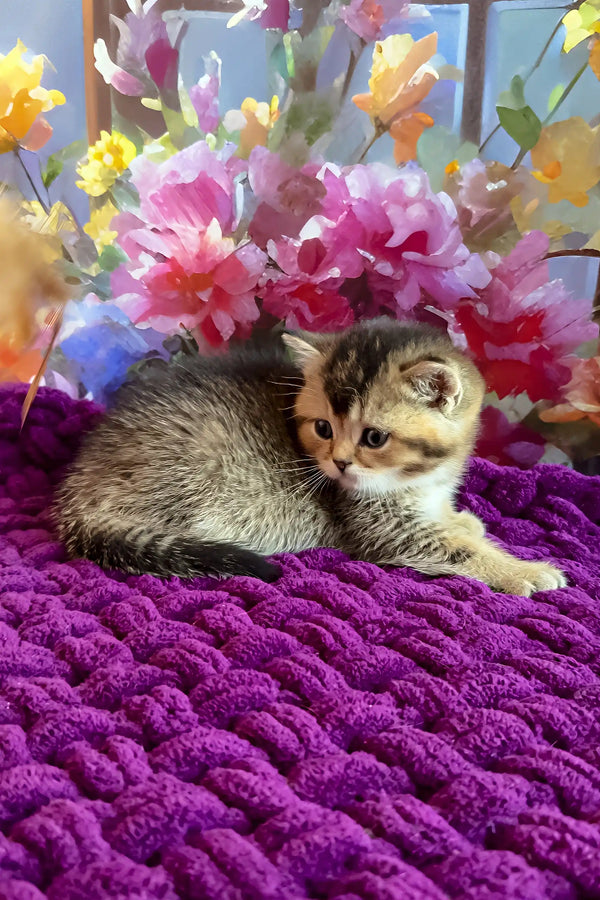 Oniks | scottish straight kitten