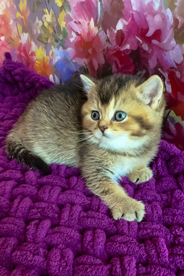 Oniks | scottish straight kitten