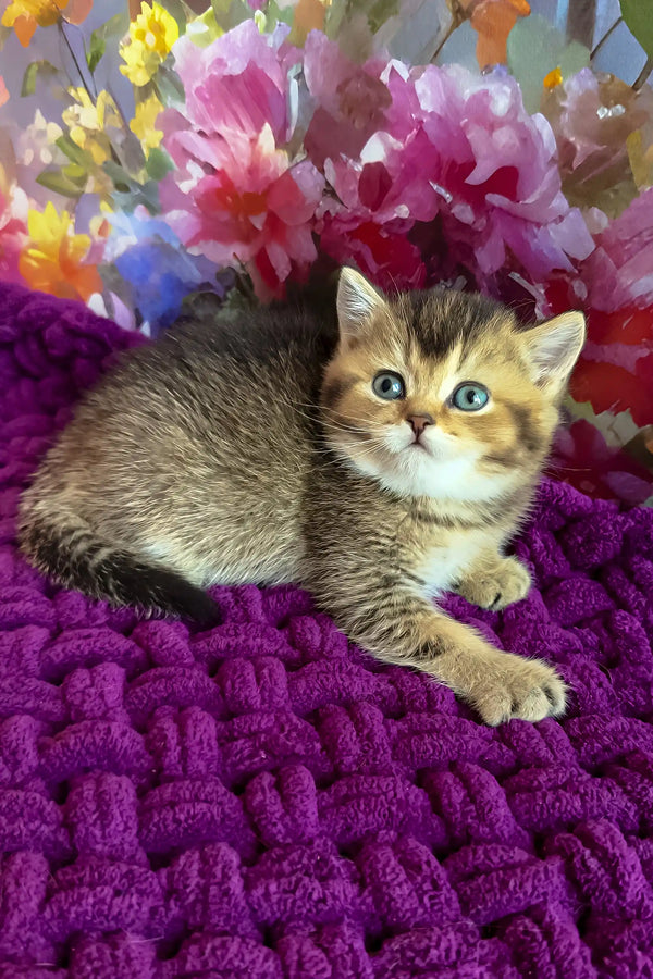 Oniks | scottish straight kitten