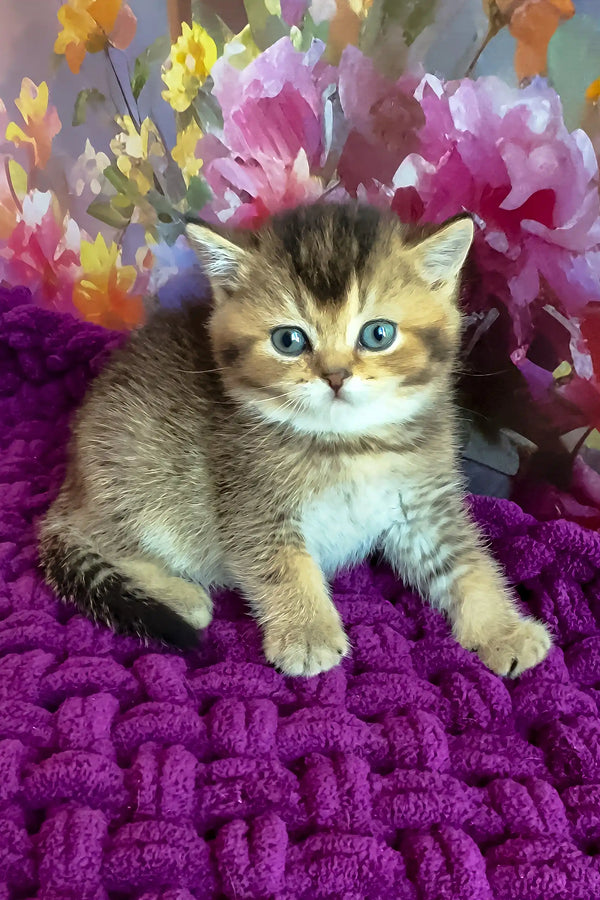 Oniks | scottish straight kitten