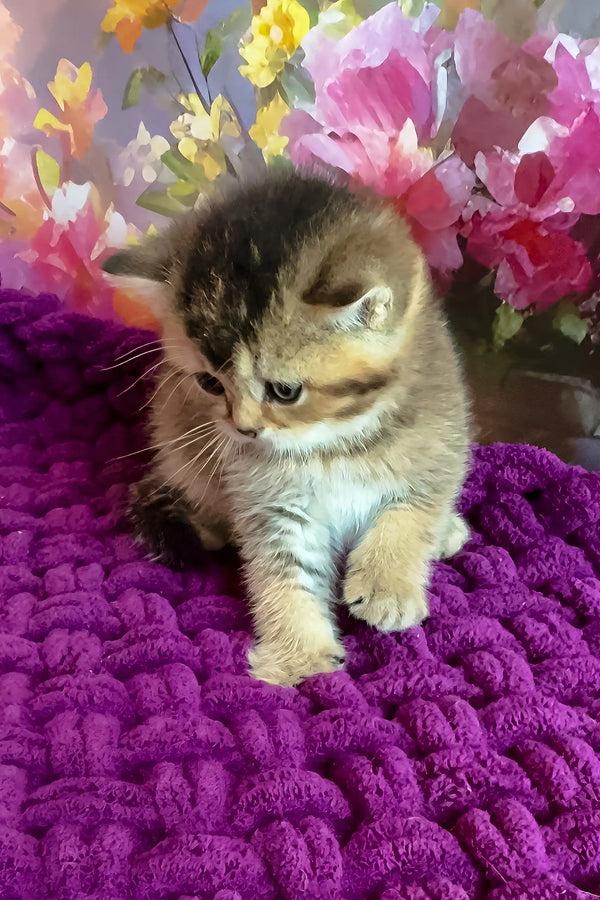Oniks | scottish straight kitten