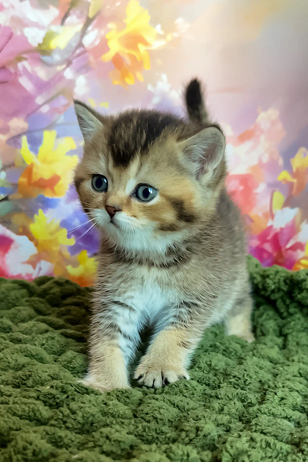 Opal | scottish straight kitten
