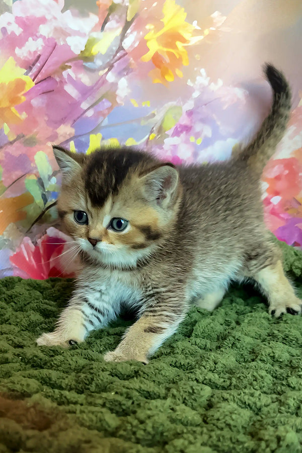 Opal | scottish straight kitten