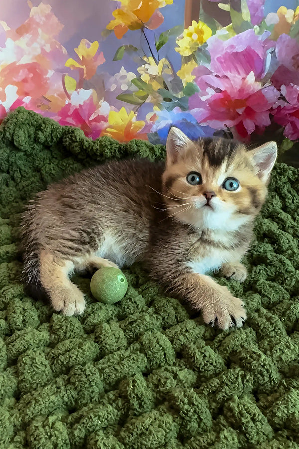 Opal | scottish straight kitten