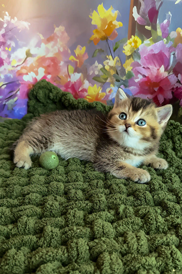 Opal | scottish straight kitten