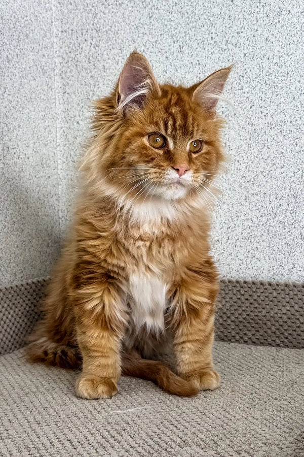 Orange | maine coon kitten