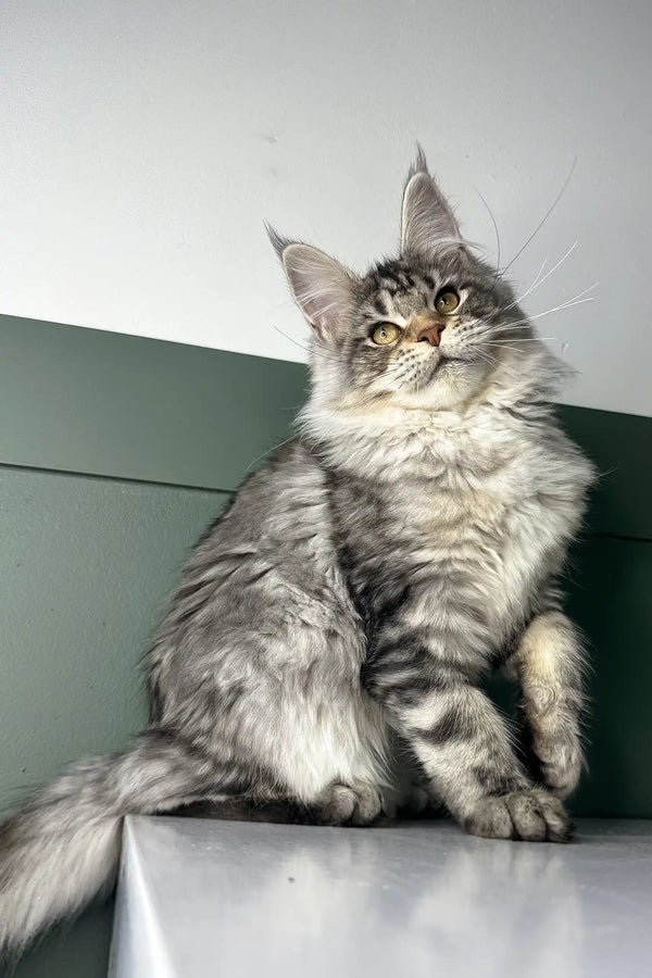 Majestic silver-gray Maine Coon kitten with fluffy fur in the Orchid product line