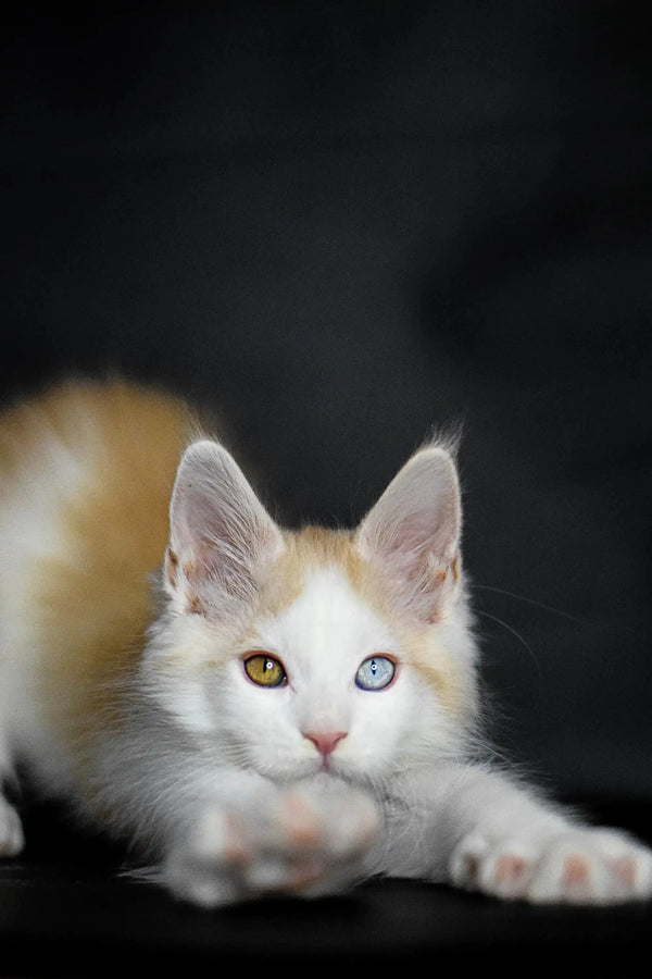 White and tan Maine Coon kitten with stunning heterochromatic eyes