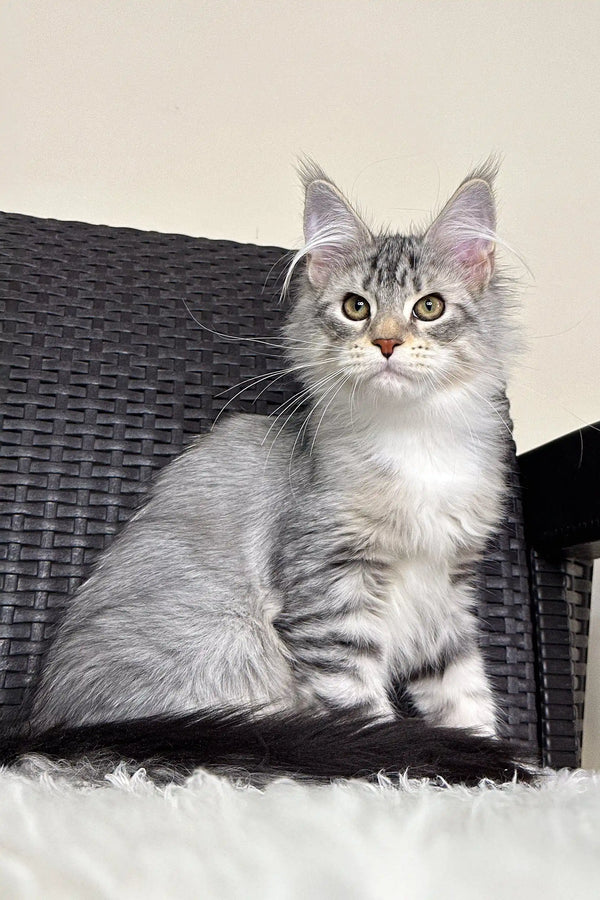 Cute Silver Tabby Maine Coon Kitten named Orlena looking playful and fluffy