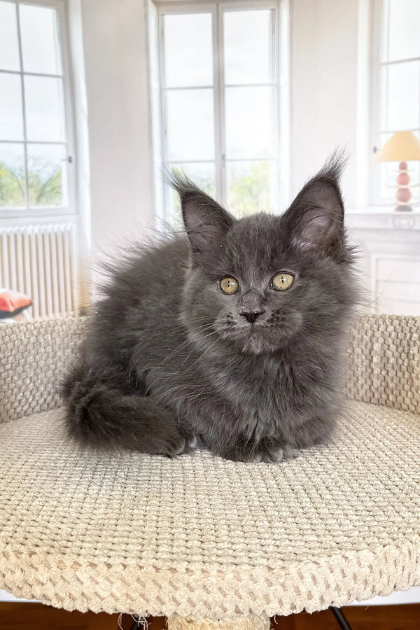 Fluffy gray Maine Coon kitten with bright eyes lounging on a woven surface