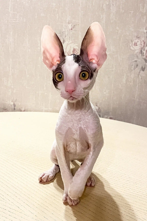 Hairless Sphynx cat with big ears and eyes in Oroblanco Cornish Rex Kitten product