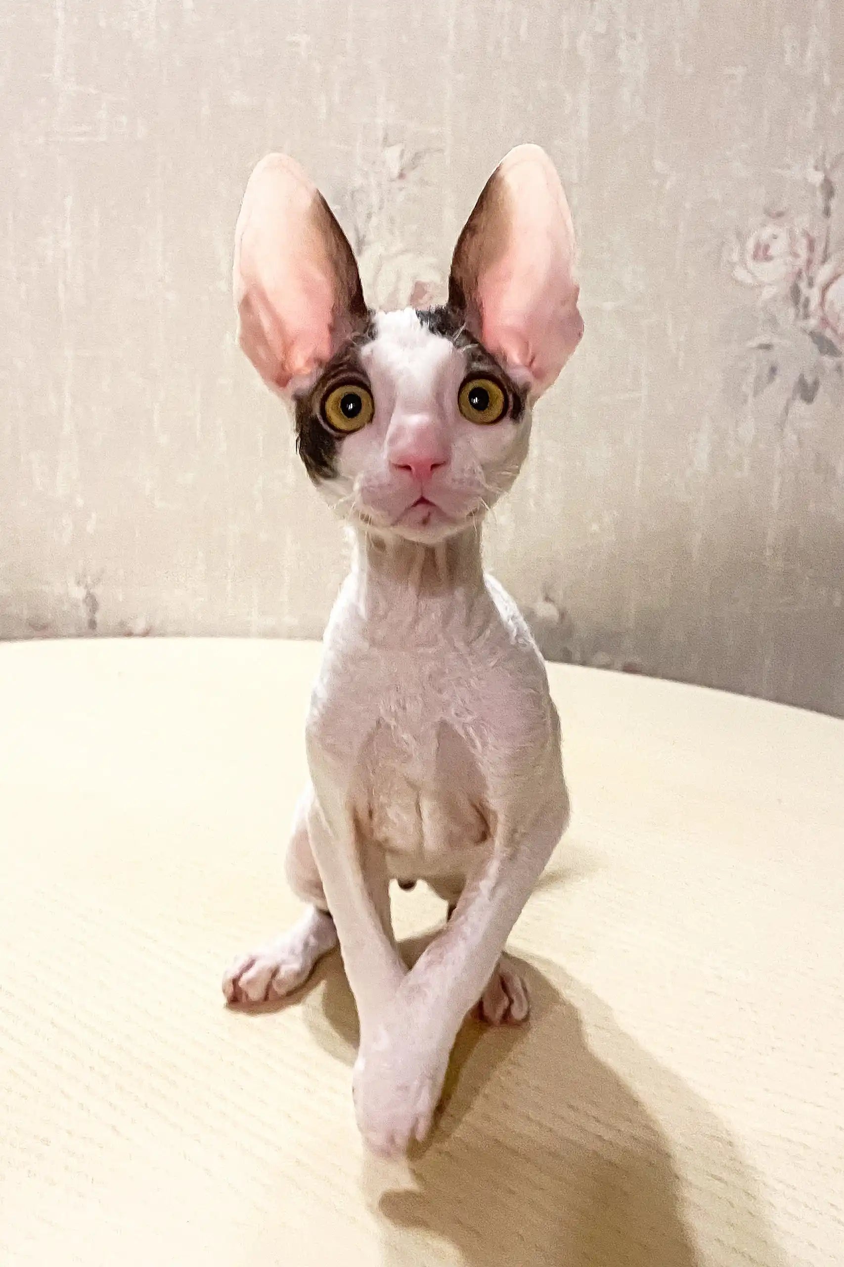 Oroblanco Cornish Rex Kitten Lovable Hairless Companion