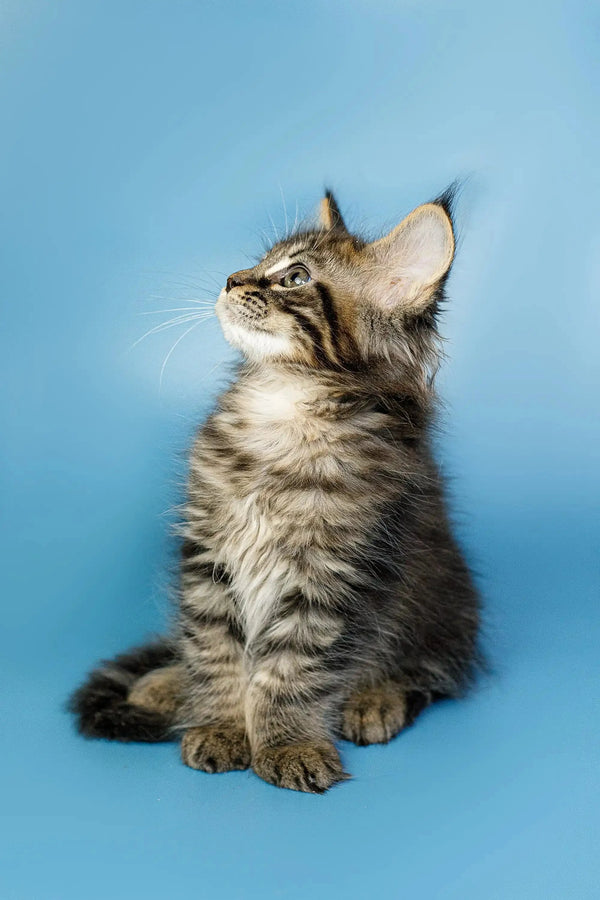 Fluffy Maine Coon kitten sitting upright and looking up, perfect for cat lovers