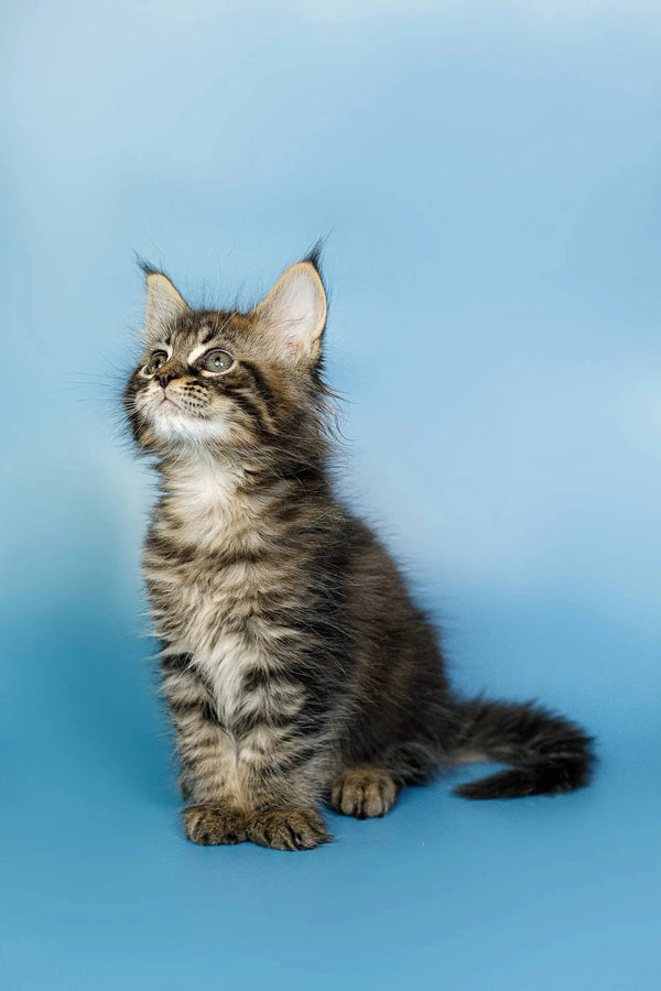 Fluffy Maine Coon kitten with ear tufts sitting upright, perfect for cat lovers