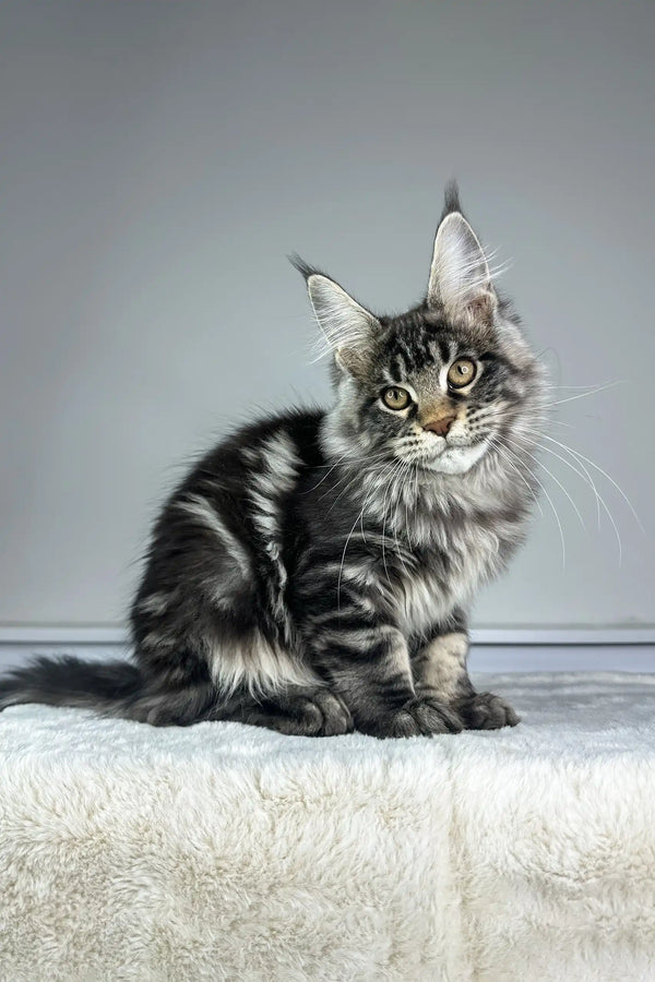 Majestic Maine Coon kitten Osiris with silver-gray tabby markings and fluffy fur