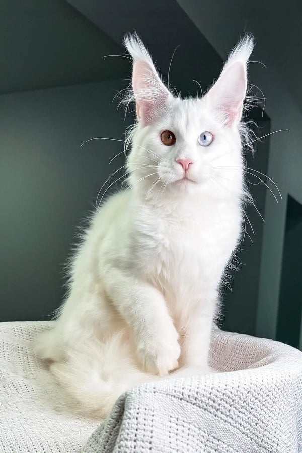 Oxford | maine coon kitten