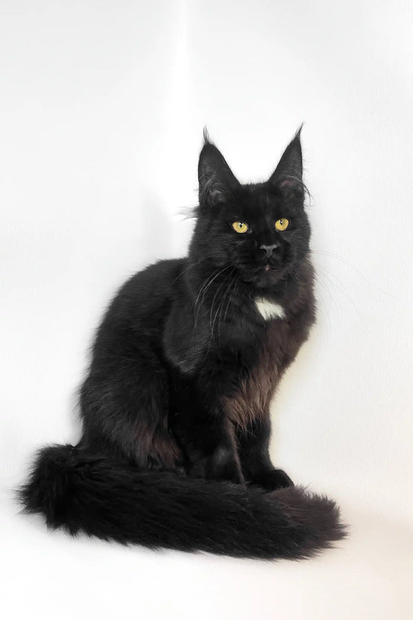 Cute Black Maine Coon cat in the Panda Maine Coon Kitten product display