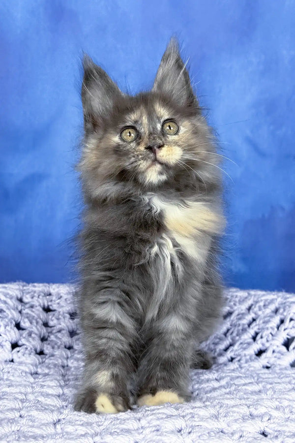 Panda | maine coon kitten