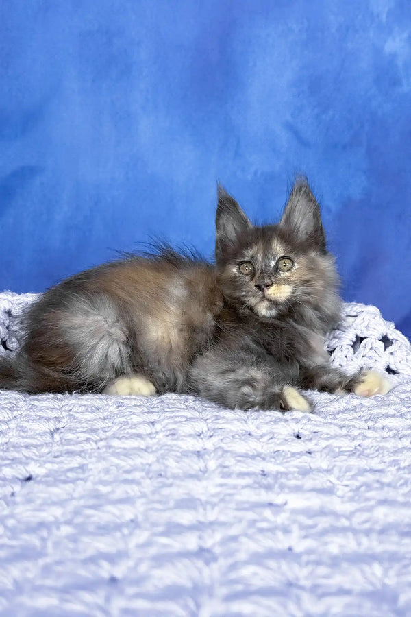 Panda | maine coon kitten