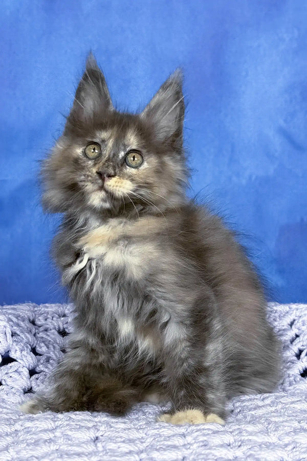 Panda | maine coon kitten