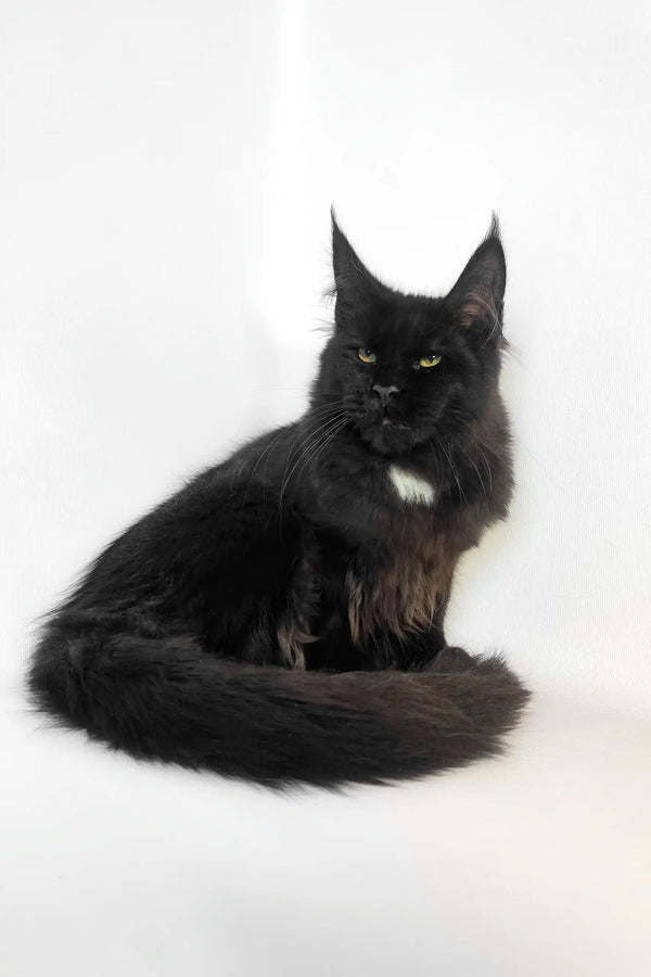 Black Maine Coon kitten named Panda lounging and looking adorable