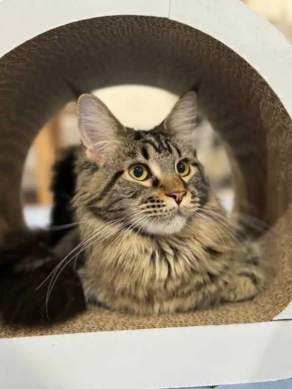 Long-haired tabby Maine Coon kitten with alert eyes peeking from a cozy curve