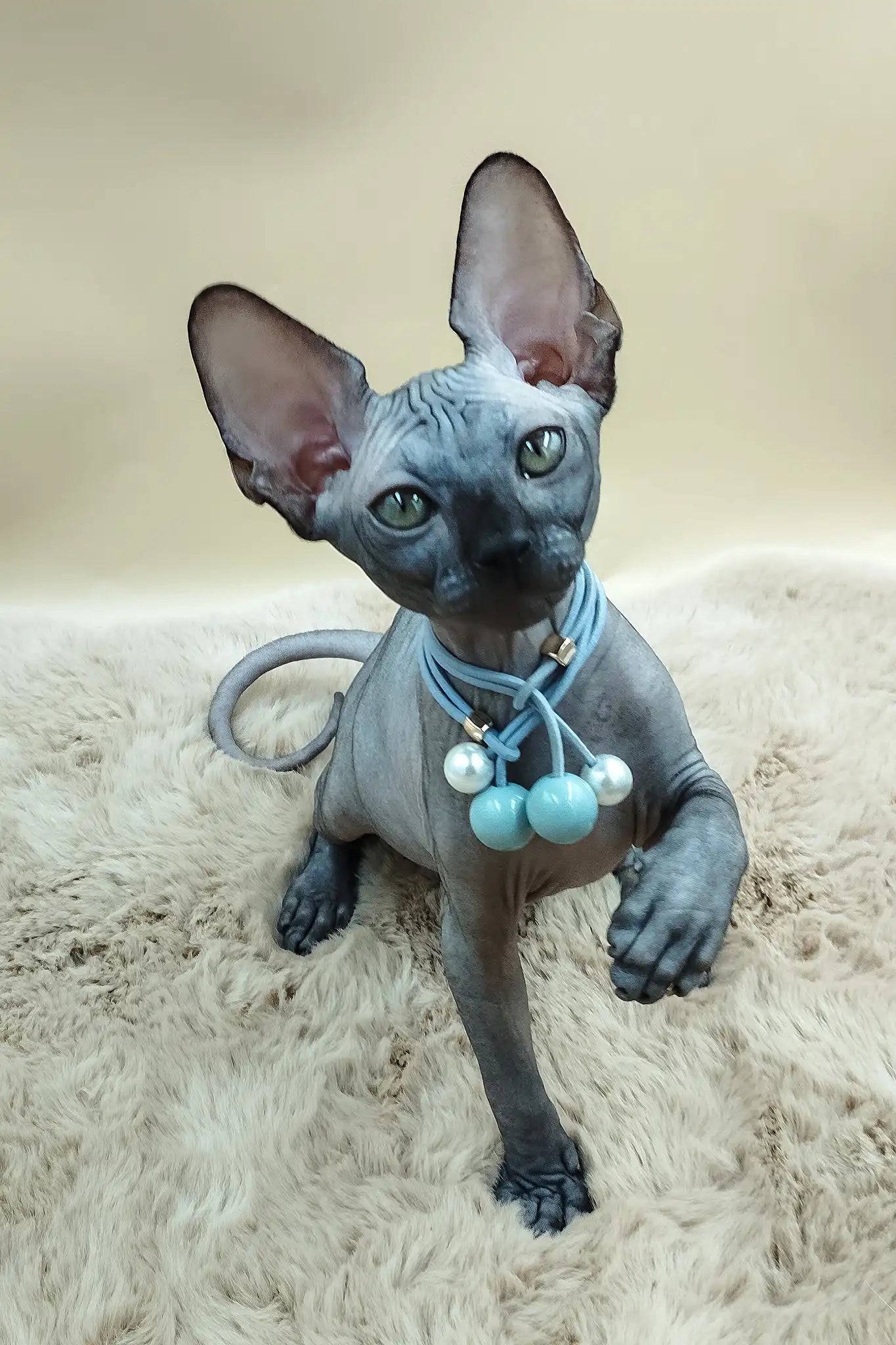 Pandora the Canadian Sphynx Kitten with Green Eyes