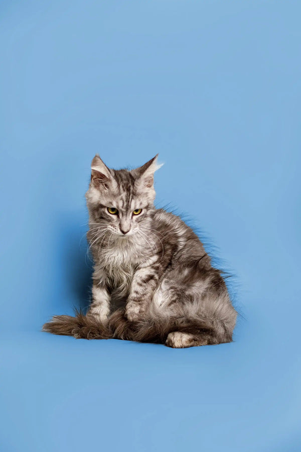 Gray and white tabby Maine Coon kitten sitting alert and ready for fun
