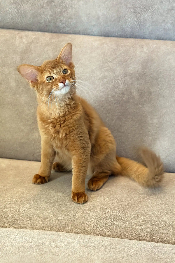 Ginger Abyssinian cat lounging next to the cute Patrice Somali Kitten product
