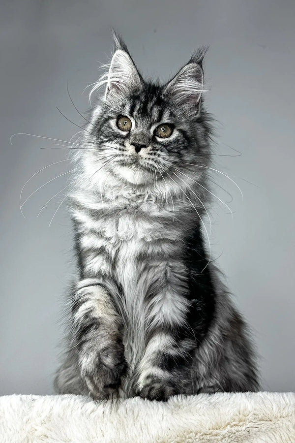 Silver Tabby Maine Coon Kitten named Patricia sitting pretty in a cozy spot