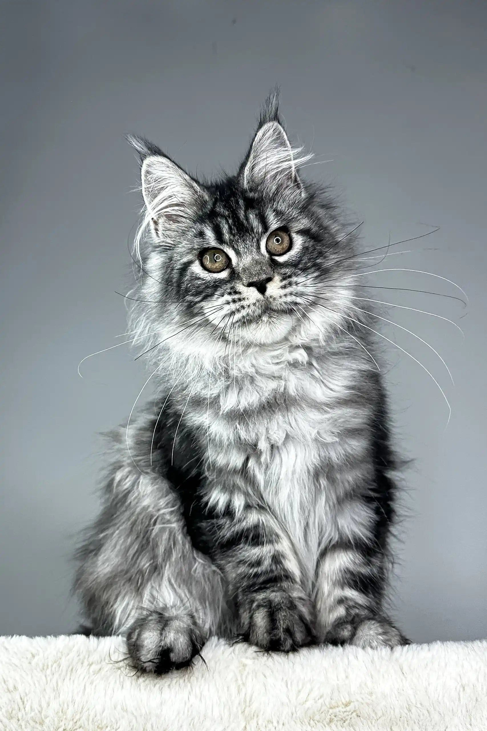 Silver Tabby Patricia: Silver Tabby Maine Coon Kitten Love