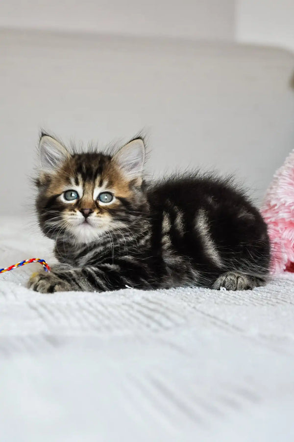 Patrik | siberian kitten