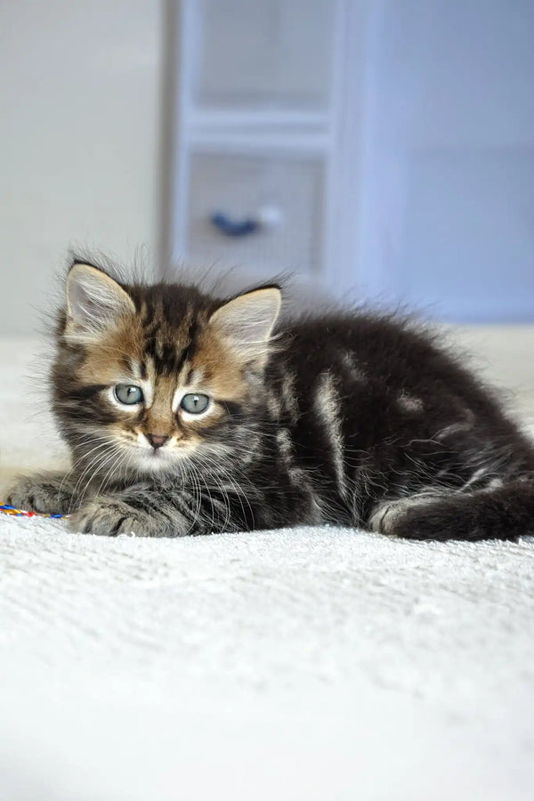 Patrik | siberian kitten