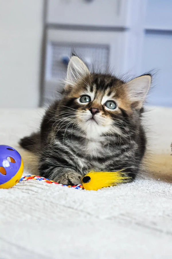 Patrik | siberian kitten