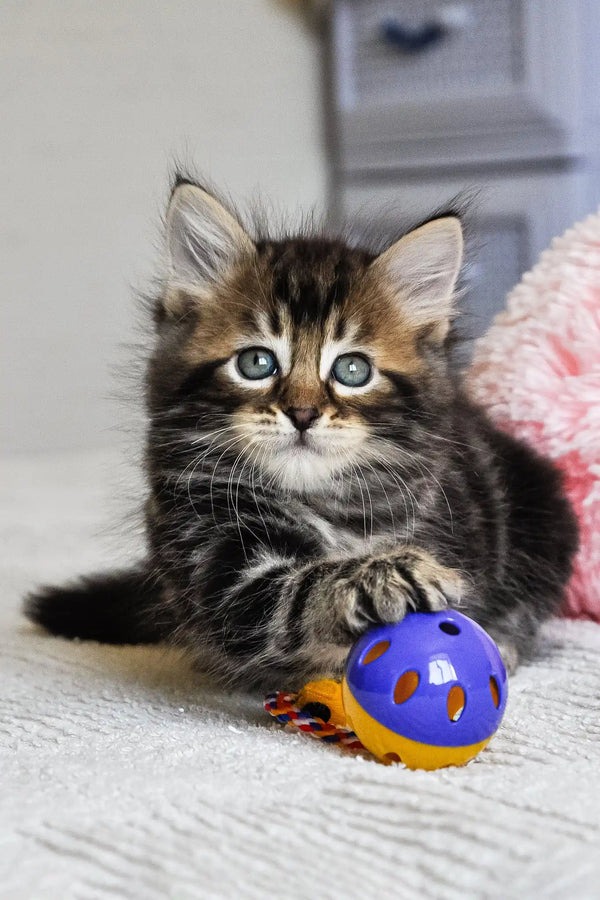 Patrik | siberian kitten