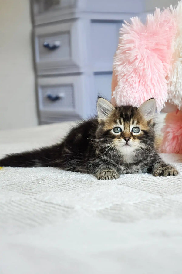 Patrik | siberian kitten