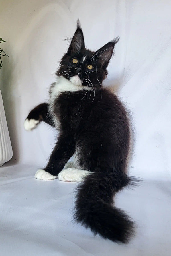 Black and white Maine Coon kitten with ear tufts and fluffy tail from Patron Maine Coon