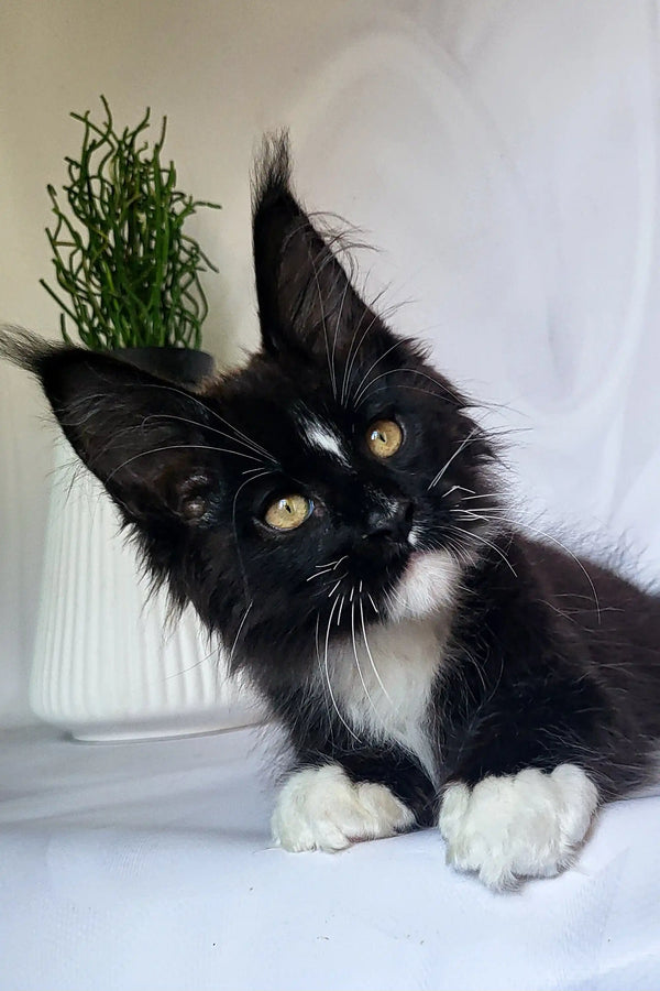 Black and white Maine Coon kitten named Patron with yellow eyes and tufted ears