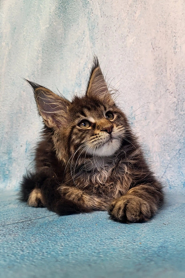 Adorable Maine Coon kitten with fluffy fur and unique ear tufts in Pava collection