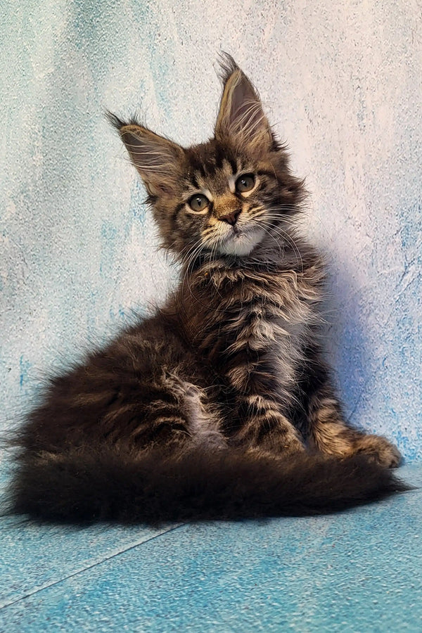 Adorable Maine Coon kitten with fluffy fur and cute ear tufts, perfect for Pava