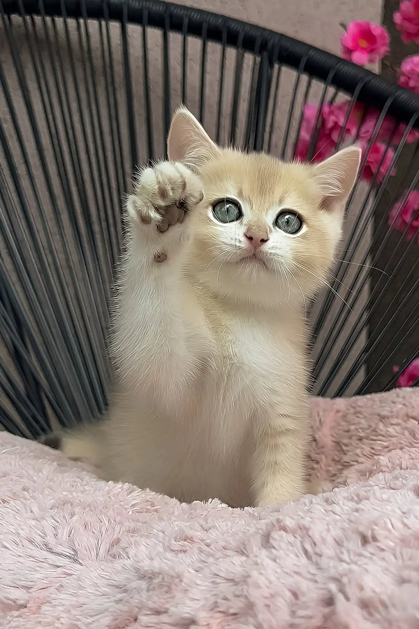 Pearl | british shorthair kitten