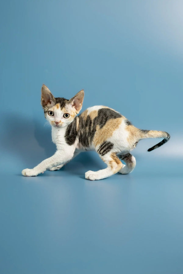 Adorable Calico Devon Rex kitten with white, black, and orange patches on a plain surface
