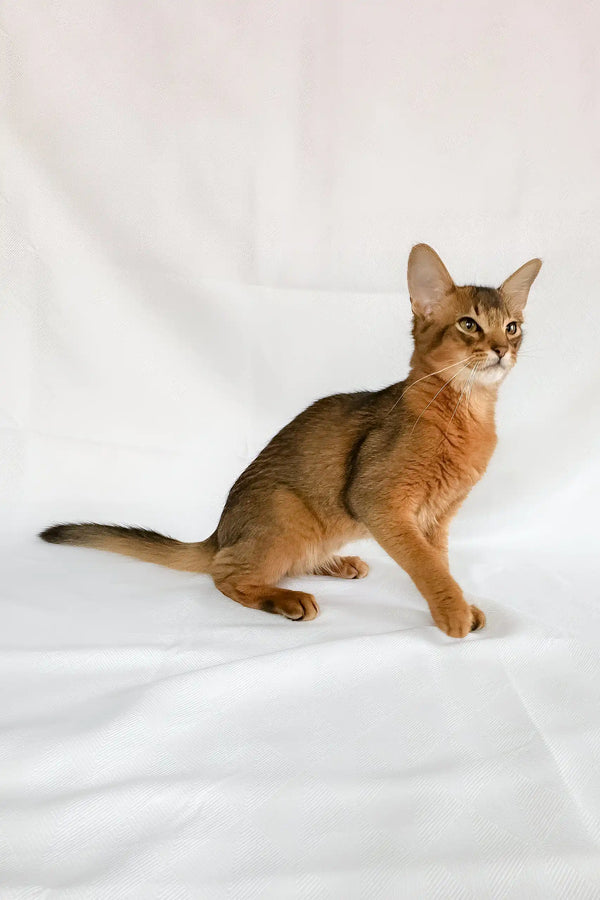 Percy | somali kitten