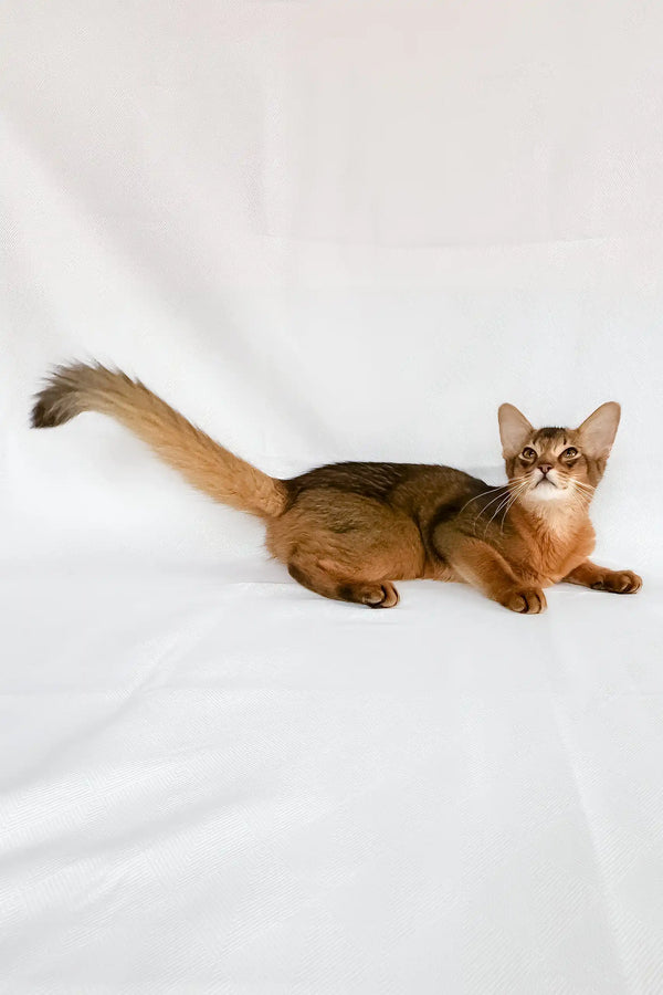 Percy | somali kitten